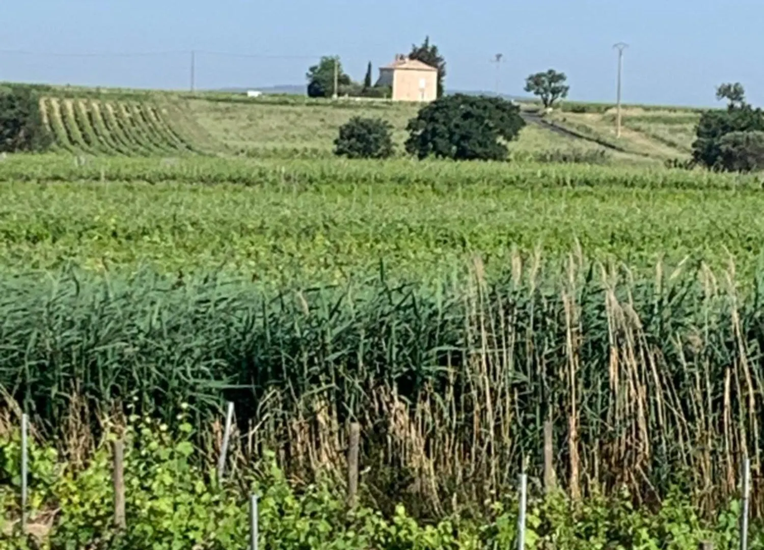 L'Epicure- Zimmer Marsanne Vacqueyras Bed & Breakfast